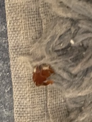 Barypeithes pellucidus