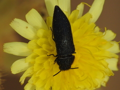 Acmaeodera crinita