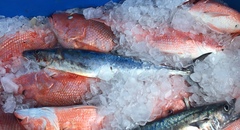 Scomberomorus cavalla