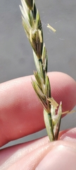 Elymus repens
