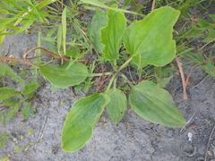 Plantago major
