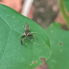 Indopadilla insularis