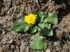Taraxacum obovatum