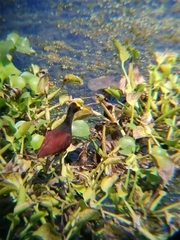 Jacana spinosa