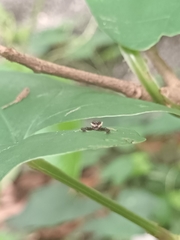 Indopadilla insularis