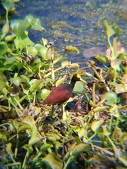 Jacana spinosa