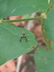 Indopadilla insularis