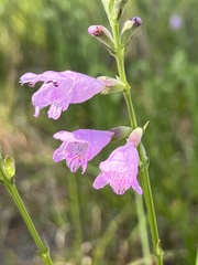 Physostegia purpurea