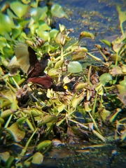 Jacana spinosa