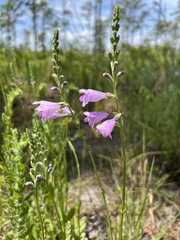 Physostegia purpurea