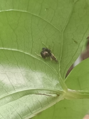 Indopadilla insularis