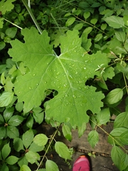 Macleaya