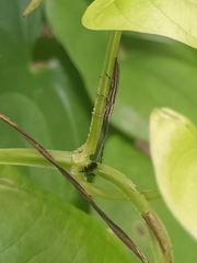 Eucomatocera vittata