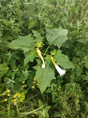 Datura stramonium