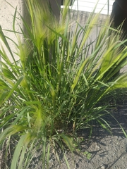 Hordeum jubatum