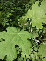 Macleaya