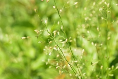 Dichanthelium leibergii