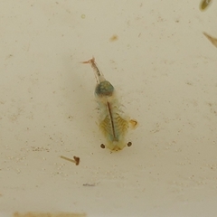 Eubranchipus vernalis