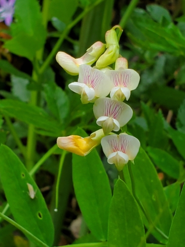 Del Norte pea (Lathyrus delnorticus)