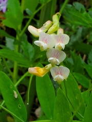 Lathyrus delnorticus