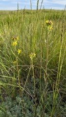 Erysimum inconspicuum
