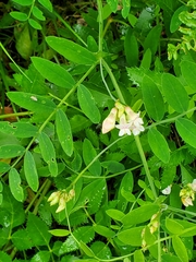 Lathyrus delnorticus