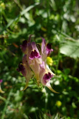 Linaria verticillata