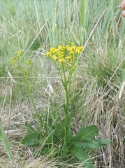 Senecio fontanicola