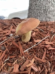 Exsudoporus floridanus
