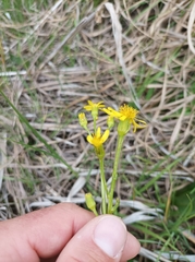 Senecio fontanicola