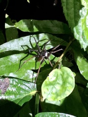 Dolomedes raptor