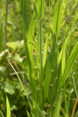 Dichanthelium leibergii