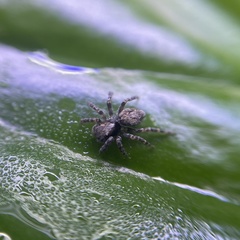 Pseudeuophrys lanigera