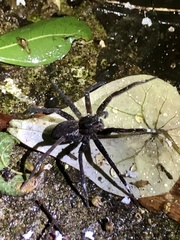 Dolomedes raptor
