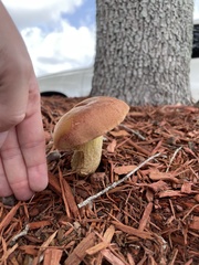 Exsudoporus floridanus