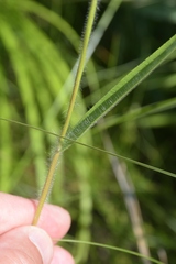 Dichanthelium leibergii