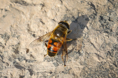 Eristalis tenax