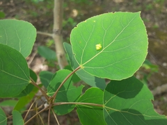 Phyllocoptes didelphis
