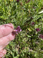 Thymus praecox polytrichus
