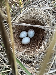 Chondestes grammacus