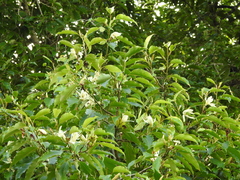 Magnolia champaca