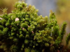 Claopodium bolanderi