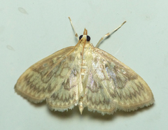 Crocidophora serratissimalis