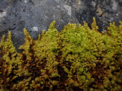 Claopodium bolanderi
