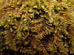 Claopodium bolanderi