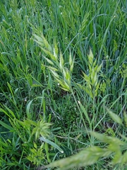 Bromus hordeaceus