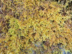 Claopodium bolanderi