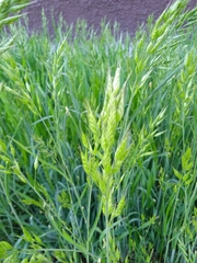 Bromus hordeaceus