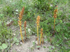 Orobanche gracilis