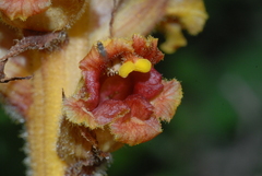 Orobanche gracilis